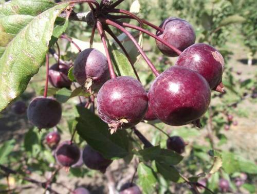 Декоративная яблоня Роялти. Яблоня Роялти