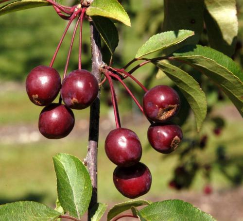 Декоративная яблоня Роялти. Яблоня Роялти