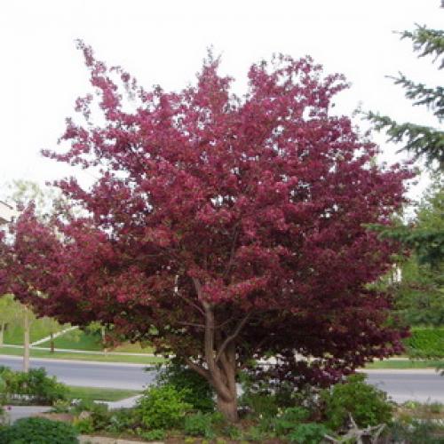 Лучшие сорта декоративных яблонь. Параметры выбора 01