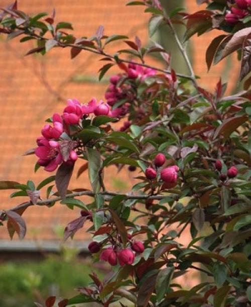 Яблоня Хелена форум. Канадская декоративная яблоня Хелена