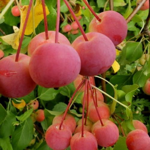 Лучшие сорта декоративных яблонь. Параметры выбора 08