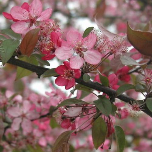 Лучшие сорта декоративных яблонь. Параметры выбора 06