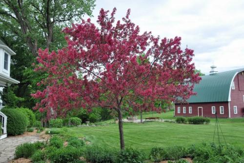 Декоративная яблоня Роялти. Яблоня Роялти