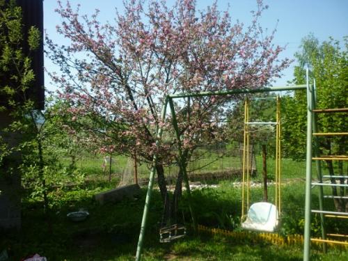 Яблоня Хелена форум. Канадская декоративная яблоня Хелена