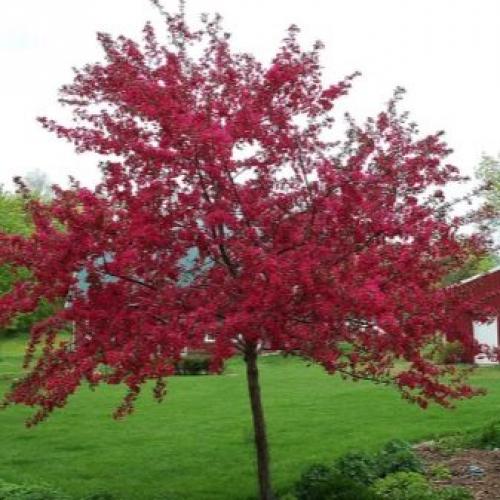 Лучшие сорта декоративных яблонь. Параметры выбора 21