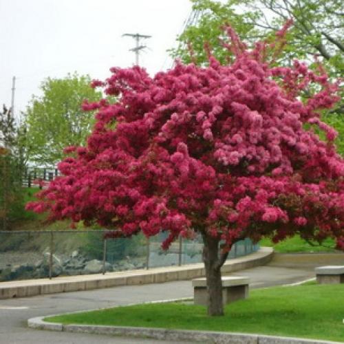 Лучшие сорта декоративных яблонь. Параметры выбора 02