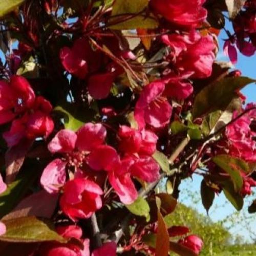 Лучшие сорта декоративных яблонь. Параметры выбора 20