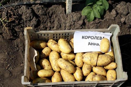 Выращивание картофеля Королева Анна. Описание картофеля сорта Королева Анна и его особенности
