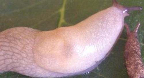 Откуда берутся слизни и как с ними бороться. Описание слизней