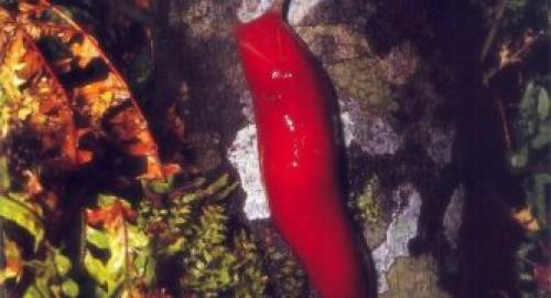 Откуда берутся слизни и как с ними бороться. Описание слизней