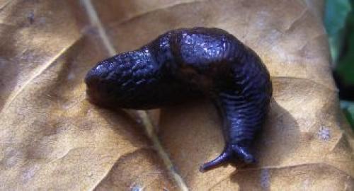 Откуда берутся слизни и как с ними бороться. Описание слизней