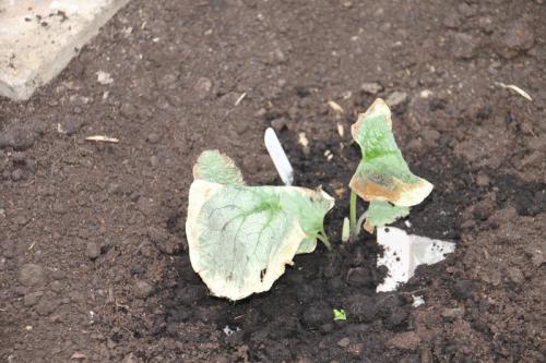 Слизни в погребе форум. Слизни и как с ними бороться