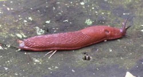 Откуда берутся слизни и как с ними бороться. Описание слизней