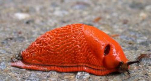 Откуда берутся слизни и как с ними бороться. Описание слизней