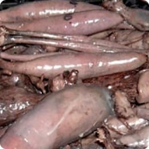 Как сохранить корни георгинов до весны. ГЕОРГИНЫ: КАК ХРАНИТЬ