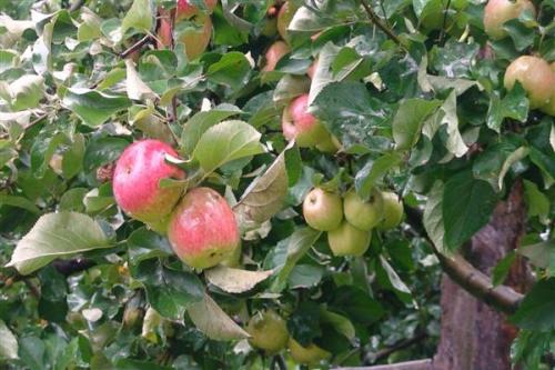 Яблоня Яблочный Спас суперкарлик. Яблоня Яблочный спас: описание сорта и характеристика