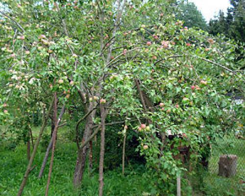 Описание сорта яблони Яблочный Спас. Яблоня «Яблочный спас»: описание сорта, фото и отзывы 01