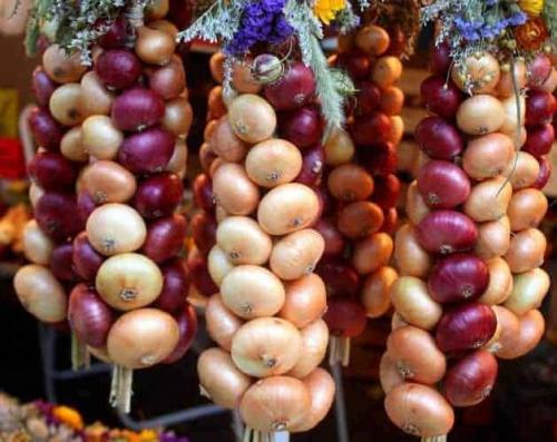 Как хранить репчатый лук в подвале. Как хранить лук зимой в погребе?