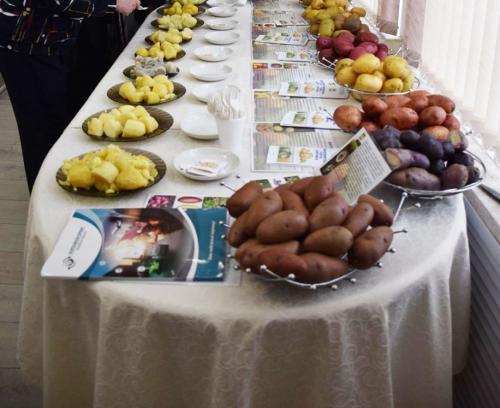 Картофельная революция: разнообразие сортов в Беларуси 22 Картофельная революция: разнообразие сортов в Беларуси 22