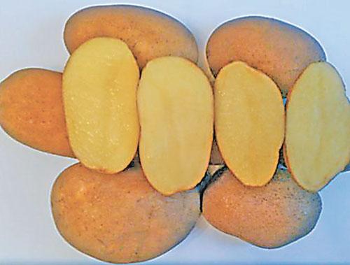 Картофельная революция: разнообразие сортов в Беларуси 01 Картофельная революция: разнообразие сортов в Беларуси 01