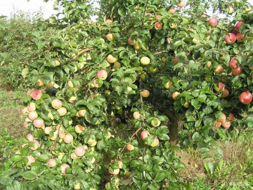 Лучшие сорта самоплодных яблонь. Лучшие сорта яблонь для Подмосковья, описание и фото, рейтинг