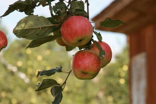 Лучшие сорта самоплодных яблонь. Лучшие сорта яблонь для Подмосковья, описание и фото, рейтинг