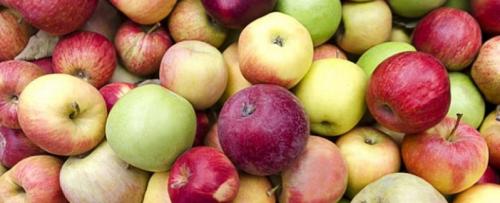 Лучшие сорта самоплодных яблонь. Лучшие сорта яблонь для Подмосковья, описание и фото, рейтинг 08