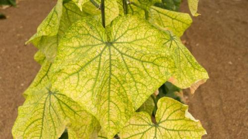 Огурцы мучнистая роса лечение. Как выглядит мучнистая роса на огурцах и как ее лечить? 04 Огурцы мучнистая роса лечение. Как выглядит мучнистая роса на огурцах и как ее лечить? 04