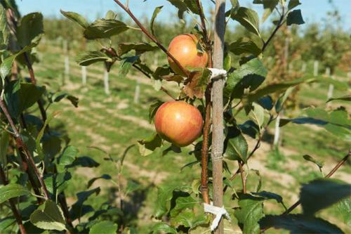 Лучшие сорта самоплодных яблонь. Лучшие сорта яблонь для Подмосковья, описание и фото, рейтинг
