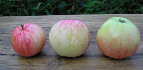 Лучшие сорта самоплодных яблонь. Лучшие сорта яблонь для Подмосковья, описание и фото, рейтинг