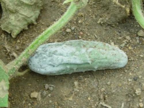 Огурцы мучнистая роса лечение. Как выглядит мучнистая роса на огурцах и как ее лечить? 01 Огурцы мучнистая роса лечение. Как выглядит мучнистая роса на огурцах и как ее лечить? 01