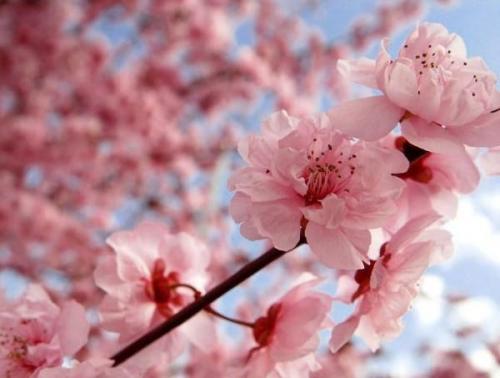 Лучшие сорта самоплодных яблонь. Лучшие сорта яблонь для Подмосковья, описание и фото, рейтинг 13 Лучшие сорта самоплодных яблонь. Лучшие сорта яблонь для Подмосковья, описание и фото, рейтинг 13