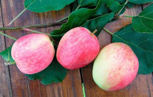 Лучшие сорта самоплодных яблонь. Лучшие сорта яблонь для Подмосковья, описание и фото, рейтинг