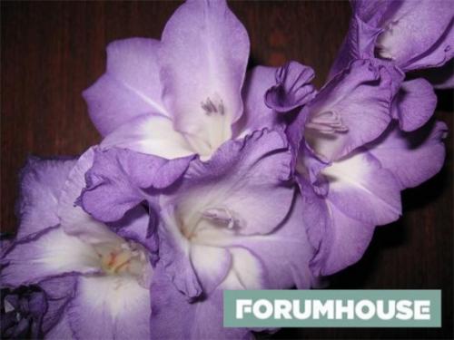 Как правильно хранить клубни георгинов зимой. Как сохранить клубнелуковицу гладиолуса