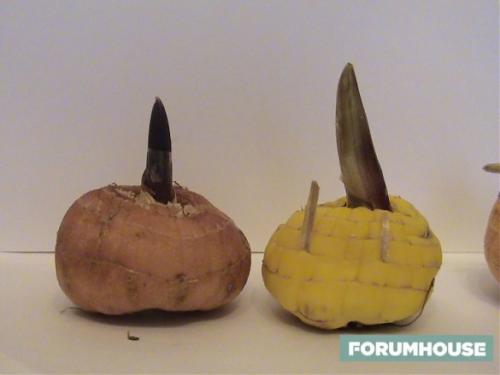 Как правильно хранить клубни георгинов зимой. Как сохранить клубнелуковицу гладиолуса