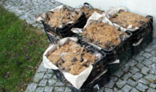 Как сохранить ГЕОРГИНЫ зимой. Способы и условия хранения георгинов зимой