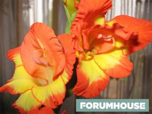 Как правильно хранить клубни георгинов зимой. Как сохранить клубнелуковицу гладиолуса