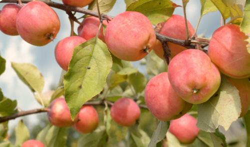 Лучшие сорта яблонь для средней полосы. Популярные сорта яблонь: зимостойкие и устойчивые к парше