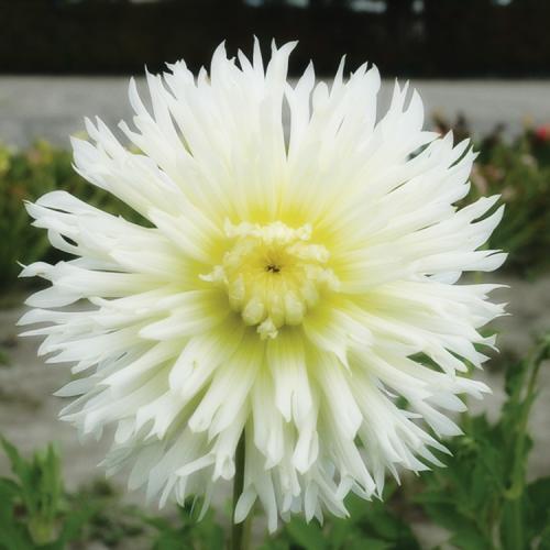 Георгины клубневые посадка. Выращивание георгин: выбор сорта, посадка, хранение клубней