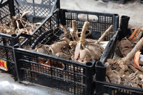 Георгины к зимовке. Что делать с георгинами осенью: уход и подготовка к зиме