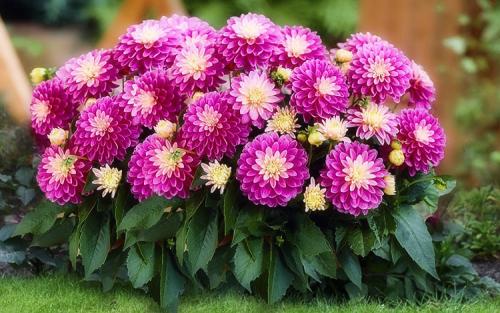 Георгины клубневые посадка. Выращивание георгин: выбор сорта, посадка, хранение клубней