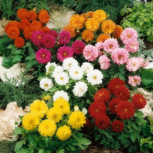 Георгины клубневые посадка. Выращивание георгин: выбор сорта, посадка, хранение клубней