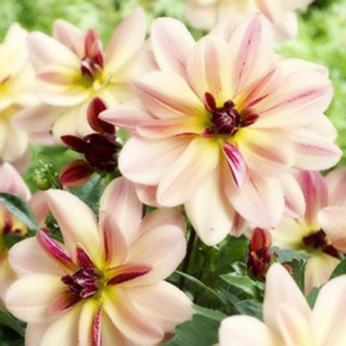 Георгины клубневые посадка. Выращивание георгин: выбор сорта, посадка, хранение клубней