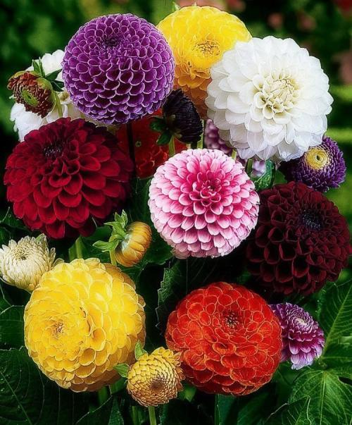 Георгины клубневые посадка. Выращивание георгин: выбор сорта, посадка, хранение клубней