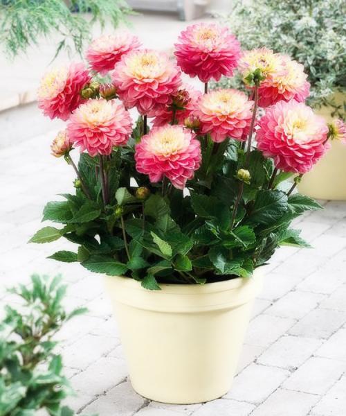 Георгины клубневые посадка. Выращивание георгин: выбор сорта, посадка, хранение клубней