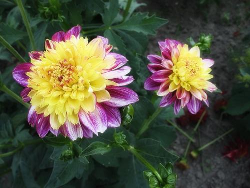 Георгины клубневые посадка. Выращивание георгин: выбор сорта, посадка, хранение клубней