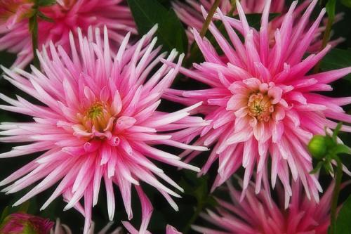 Георгины клубневые посадка. Выращивание георгин: выбор сорта, посадка, хранение клубней