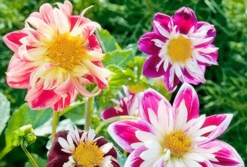 Георгины клубневые посадка. Выращивание георгин: выбор сорта, посадка, хранение клубней