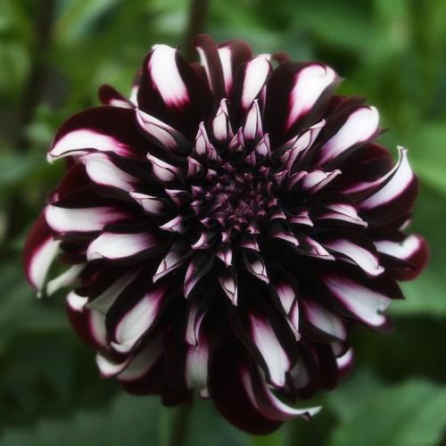 Георгины клубневые посадка. Выращивание георгин: выбор сорта, посадка, хранение клубней