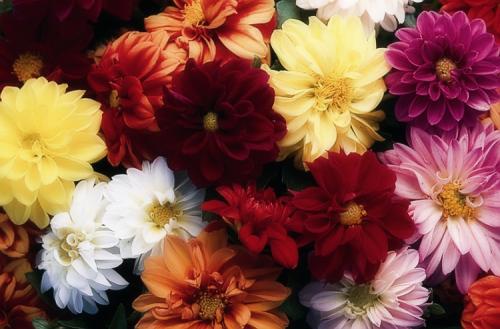 Георгины клубневые посадка. Выращивание георгин: выбор сорта, посадка, хранение клубней